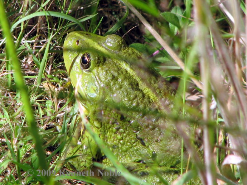 marsh frog exIMG_0858 _800_.jpg